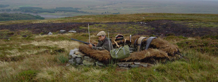 Woodcock and Snipe